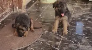 1-3 months Female Purebred German Shepherd
