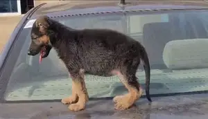 1-3 months Female Purebred German Shepherd