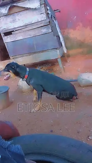 6-12 months Female Purebred Doberman Pinscher