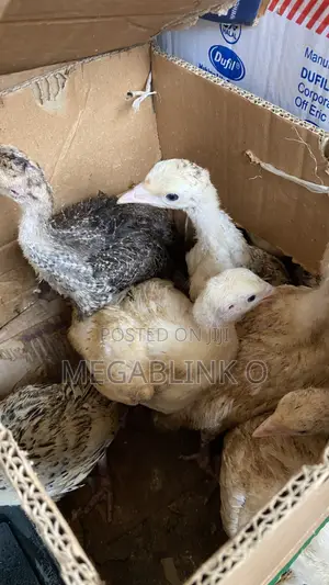 Turkey for Sale (3 Weeks Old and Adult)