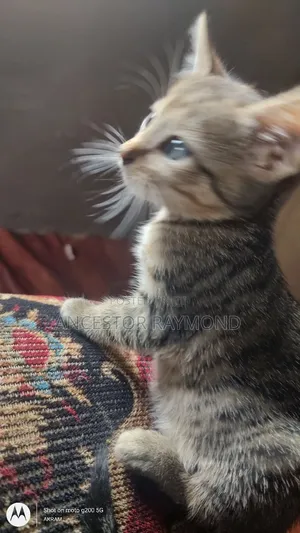 0-1 month Female Mixed Breed Cat