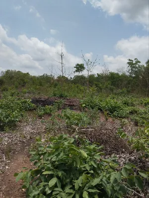 58 Acres of Farmland Available, Alagbede Village, Iseyin, Oyo State