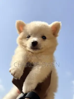1-3 months Male Purebred American Eskimo