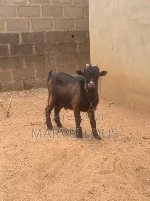 Livestock/Goat