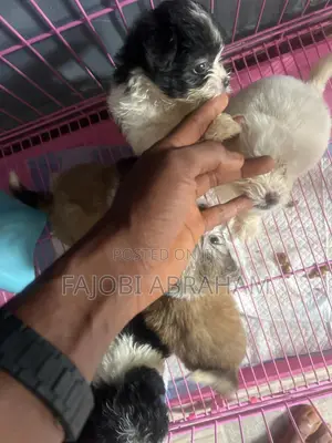 1-3 months Male Mixed Breed Lhasa Apso