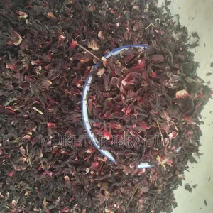 Hibiscus Plant