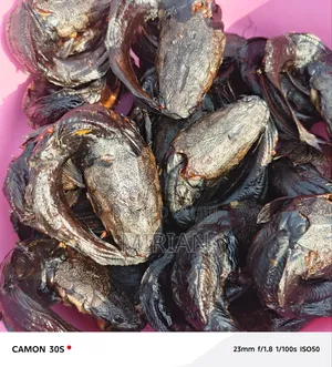 Whole Folded Dryfish