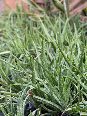Cedar And Palm Aleo Vera Plant