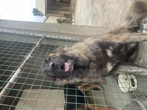 6-12 months Male Purebred Caucasian Shepherd