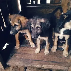 1-3 months Male Mixed Breed German Shepherd