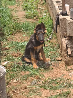 3-6 months Male Purebred German Shepherd