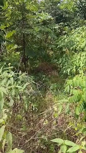 100/50 Dry Portable Plot Of Land For Sale At Ekrokpe Town