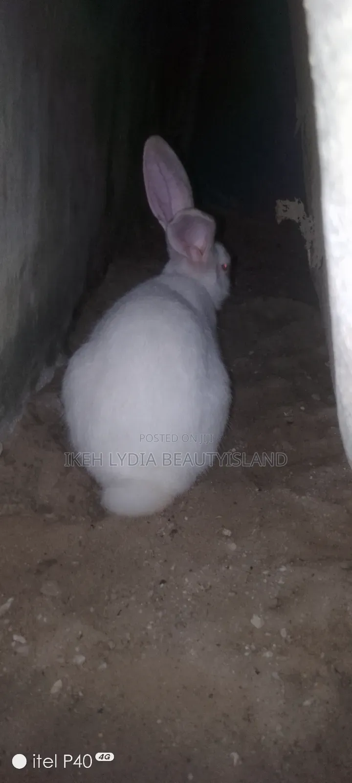 Male Rabbit