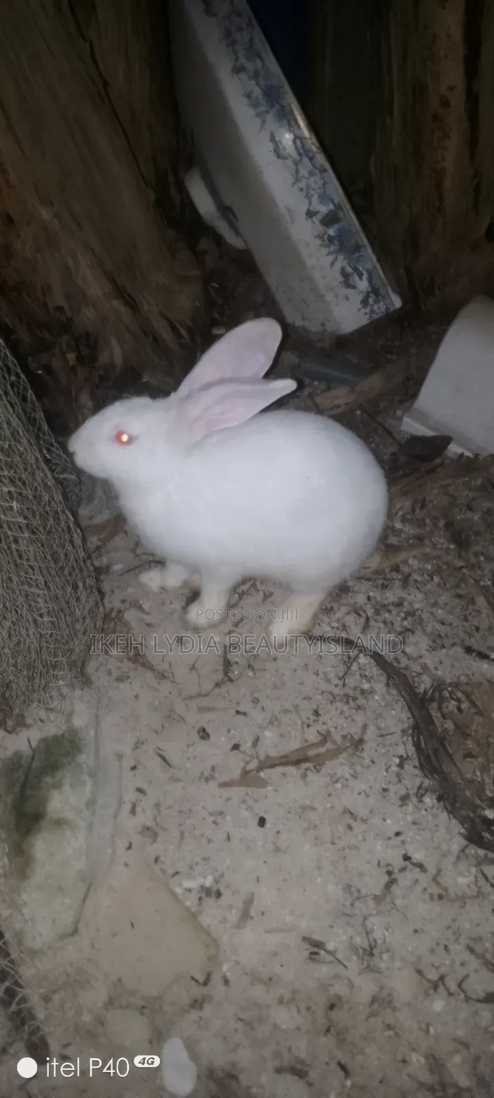 Male Rabbit