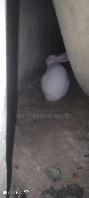 Male Rabbit