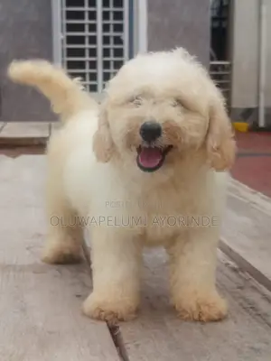 3-6 months Female Purebred Lhasa Apso