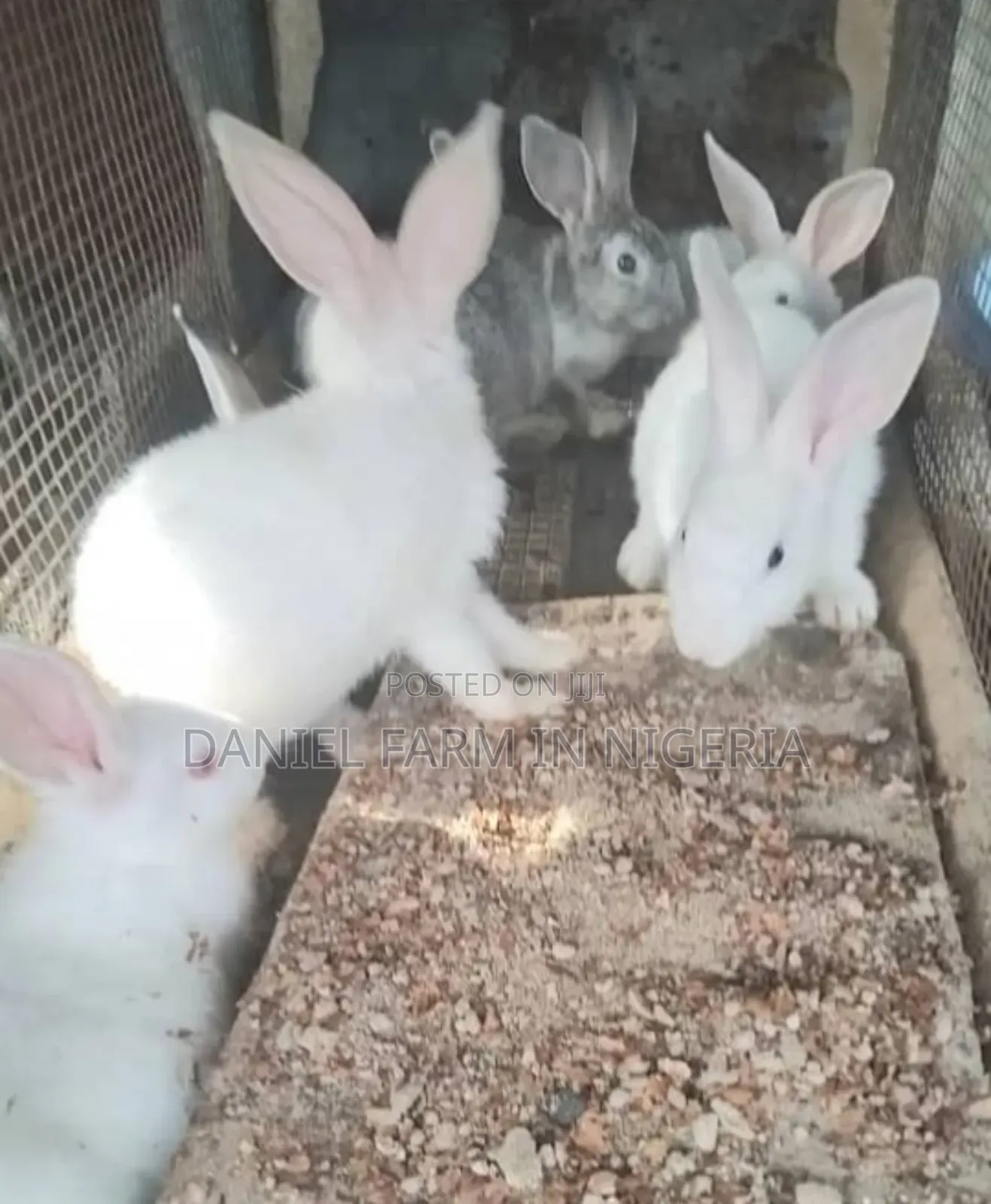Flemish Rabbit