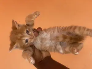 1-3 months Male Purebred Turkish Angora