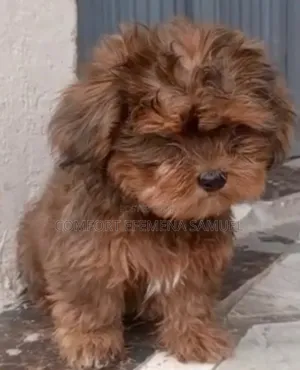 1-3 months Male Purebred Lhasa Apso