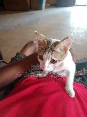 1-3 months Female Mixed Breed Tabby