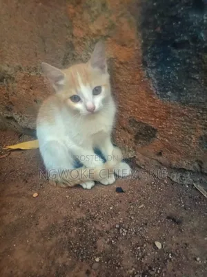 1-3 months Male Mixed Breed Tabby