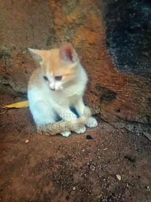 1-3 months Male Mixed Breed Tabby