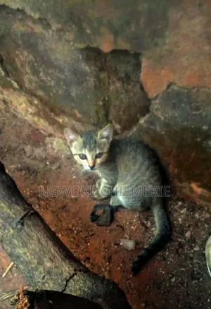 1-3 months Female Mixed Breed Tabby