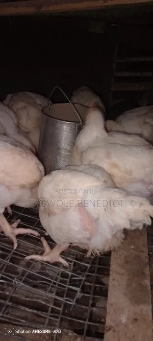 Broile Chicken