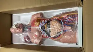 Human Body Torso