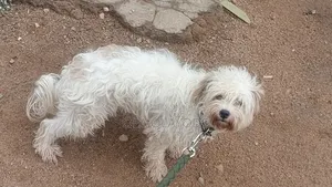 1+ year Male Purebred Lhasa Apso