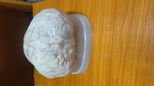 Brain Model