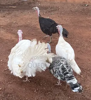 Healthy Turkeys Available – Big Affordable