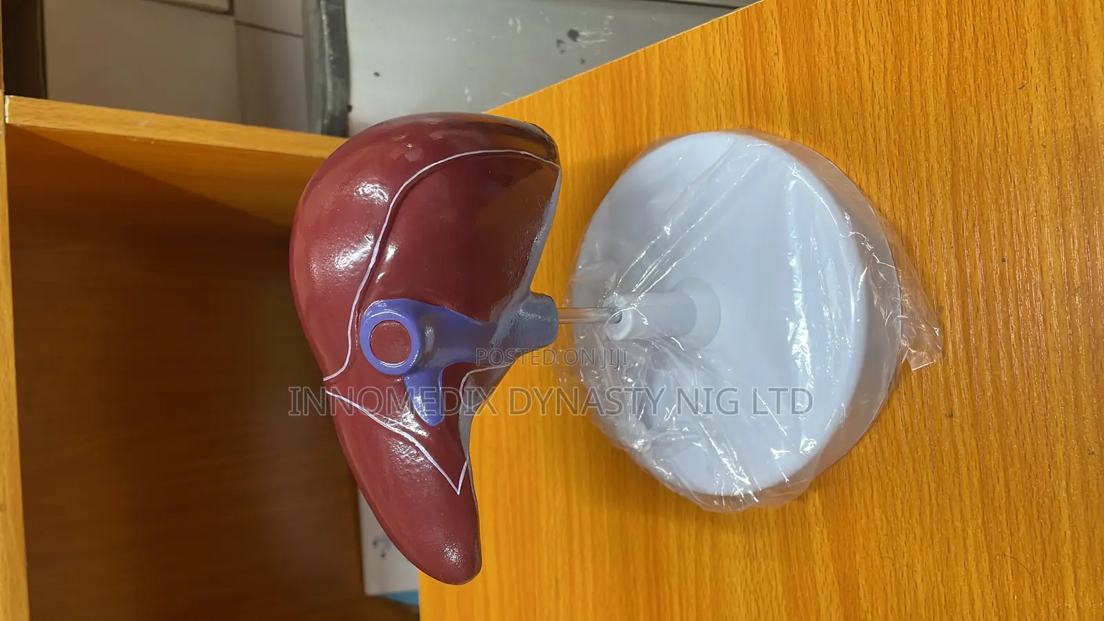Liver Model