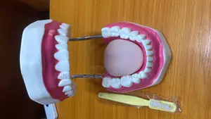 Teeth Model / Dental Casts