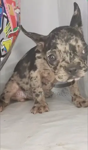 1-3 months Female Purebred French Bulldog