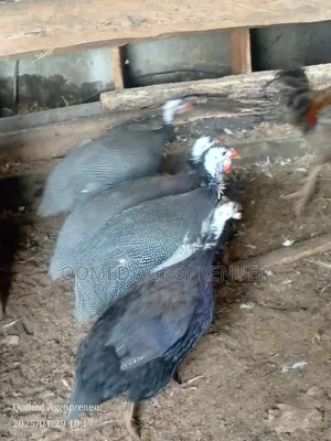 Mature Guinea Fowl