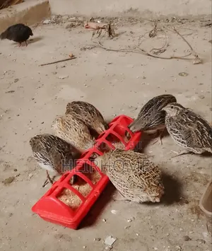 Quail for Sale