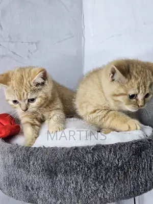 0-1 month Male Purebred British Shorthair