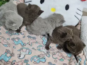 0-1 month Male Purebred British Shorthair