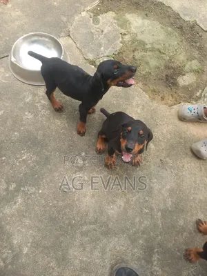 1-3 months Male Purebred Doberman Pinscher