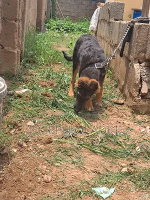 3-6 months Male Purebred German Shepherd