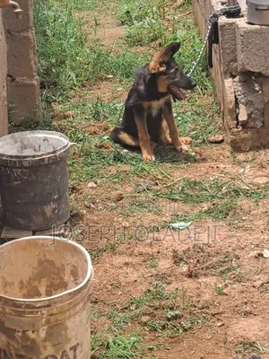 3-6 months Male Purebred German Shepherd