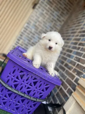 1-3 months Female Purebred American Eskimo
