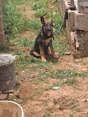 3-6 months Male Purebred German Shepherd