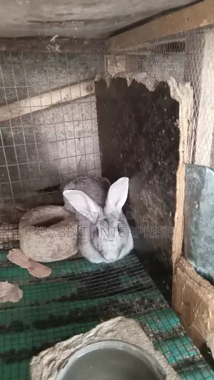 Rabbits Enterprise, Chinchilla Rabbits