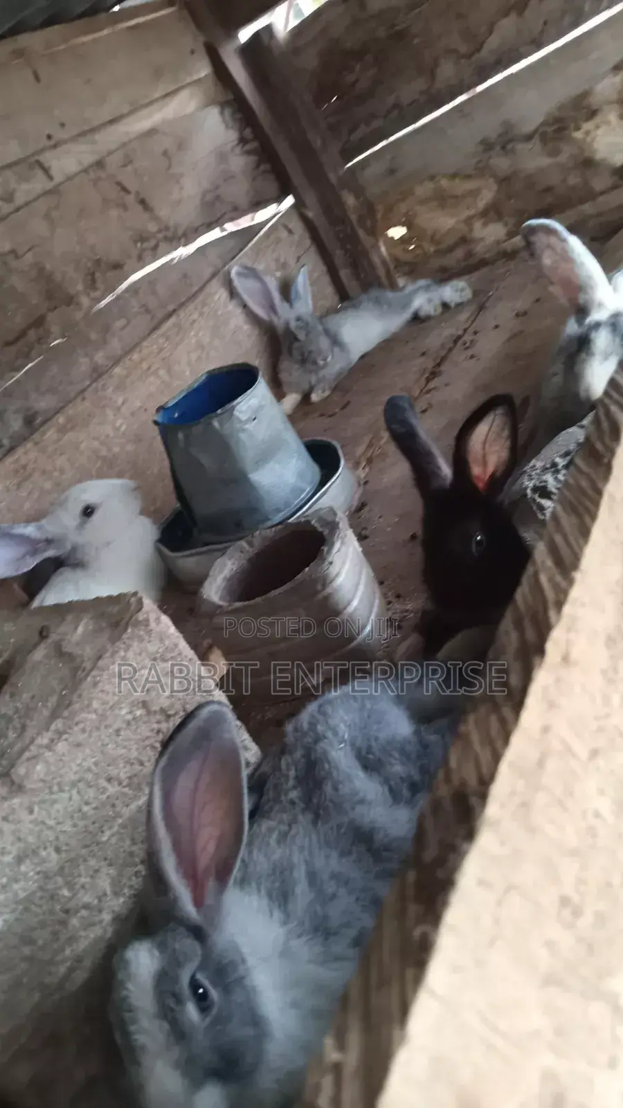 Rabbit Enterprise – Quality Rabbits for Sale