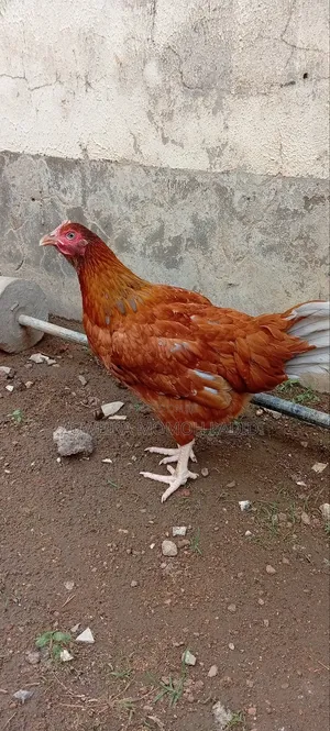 Noiler Live Chicken