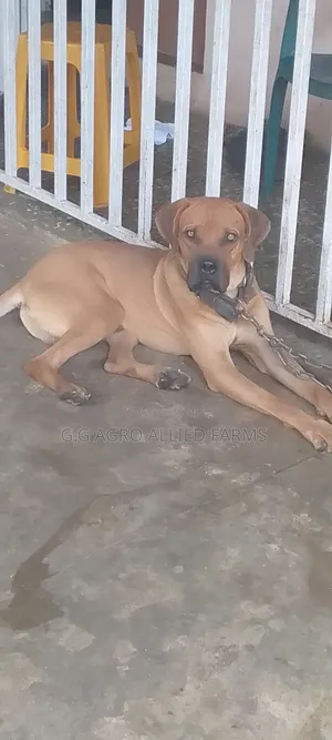1+ year Male Purebred Boerboel