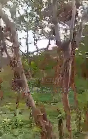 Land for Sale | Full Plot of Land Fenced Round With Gate at Akowonjo