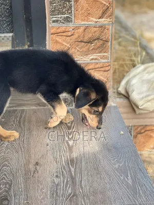 3-6 months Male Purebred German Shepherd